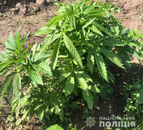 Понад 70 рослин конопель та два кілограми марихуани вилучили поліцейські на Рівненщині