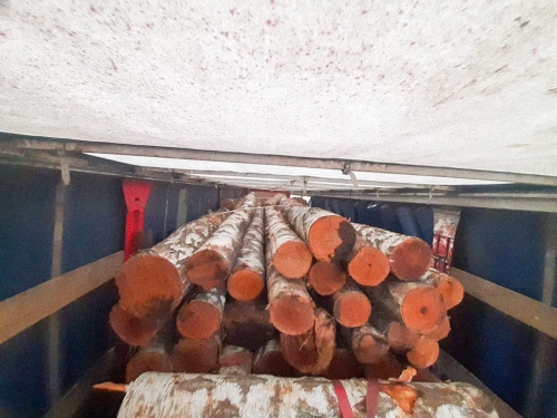 На Рівненщині поліцейські вилучили майже 35 кубів незаконної деревини