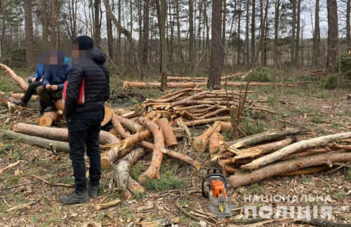 У Вараському районі  поліцейські задокументували три факти незаконної порубки лісу