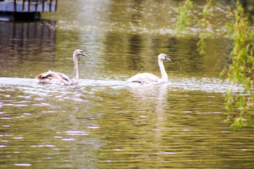 На озеро в парку “Лебединка” у Рівному повернули лебедів